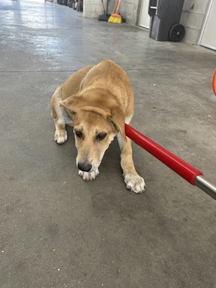 Shelter Stray Male Dog last seen Near S Littlejohn Ave, Central District, TX, 355 Hillshire Dr, Haslet, TX 76052, USA