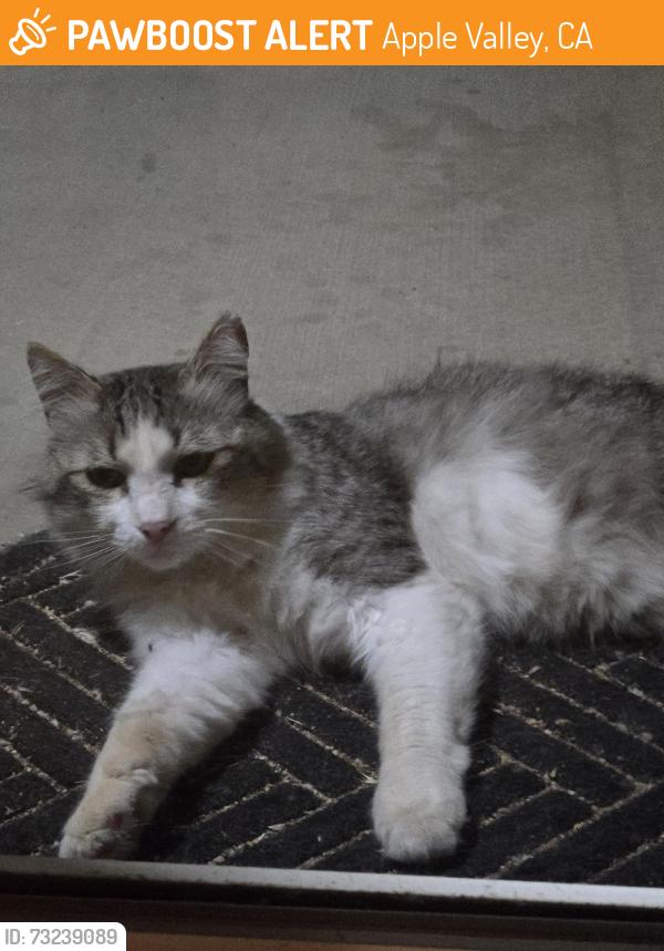 Found/Stray Male Cat last seen Ocotilla Rd and Chipita, Apple Valley, CA 92395