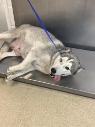 Shelter Stray Female Dog last seen Near GLADEWATER DR, South District, TX, 355 Hillshire Dr, Haslet, TX 76052, USA
