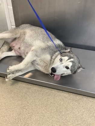 Shelter Stray Female Dog last seen Near GLADEWATER DR, South District, TX, 355 Hillshire Dr, Haslet, TX 76052, USA