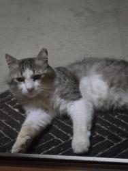 Found/Stray Male Cat last seen Ocotilla Rd and Chipita, Apple Valley, CA 92395