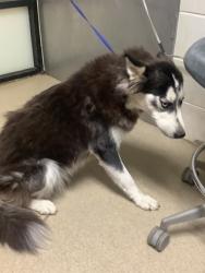 Shelter Stray Female Dog last seen Near GLADEWATER DR, South District, TX, 355 Hillshire Dr, Haslet, TX 76052, USA