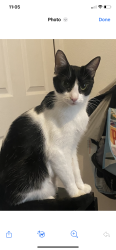 Reunited Female Cat last seen 88th and k st., Tacoma, WA 98444
