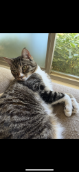 Reunited Female Cat last seen 27th St, University Place, WA 98466