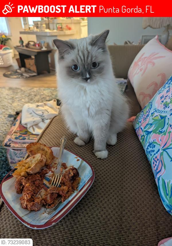 Lost Female Cat last seen Rio Villa, Punta Gorda, FL 33950