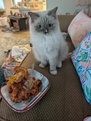 Lost Female Cat last seen Rio Villa, Punta Gorda, FL 33950