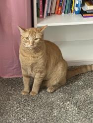 Reunited Female Cat last seen 1st and Summerhill dr, Sun Valley, NV 89433