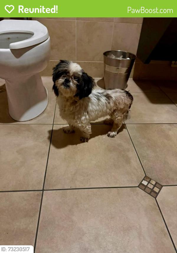 Reunited Female Dog last seen Arrow & Wheeler LA VERNE CA, Fontana, CA 92335