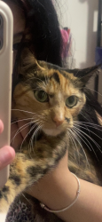 Lost Female Cat last seen Fish and Chips, Stamford, CT 06902