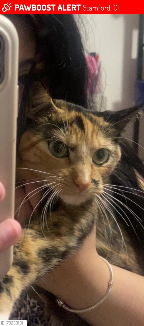 Lost Female Cat last seen Fish and Chips, Stamford, CT 06902