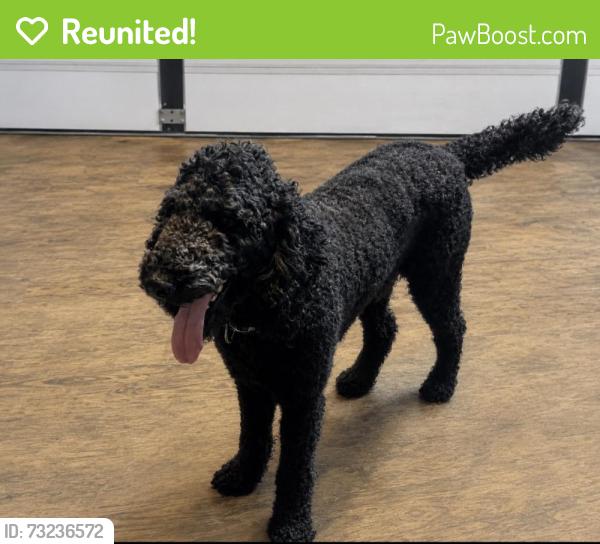 Reunited Male Dog last seen Todd Pate Tree Service, Mableton, GA 30126