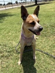 Lost Female Dog last seen Oak Grove Rd E, Burleson, TX, Tarrant County, TX 76028