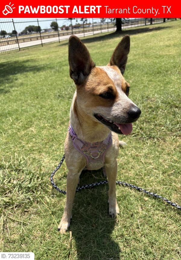 Lost Female Dog last seen Oak Grove Rd E, Burleson, TX, Tarrant County, TX 76028