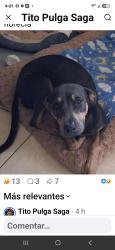 Reunited Female Dog last seen Florencia ave, Brownsville, TX 78526