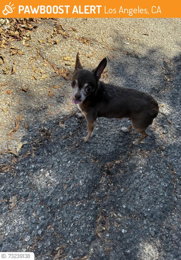 Found/Stray Female Dog last seen Lankershim Blvd and Tuxford, Los Angeles, CA 91352