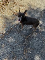 Found/Stray Female Dog last seen Lankershim Blvd and Tuxford, Los Angeles, CA 91352
