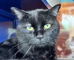 Shelter Stray Male Cat last seen Lakeside Amusement park, Lakeside, CO, 80212, 580 McIntyre St, Golden, CO 80401, USA