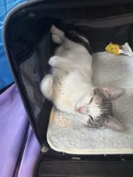 Shelter Stray Female Cat last seen Near E 149th Street, BRONX, NY, 10455, 326 E 110th St, New York, NY 10029, USA
