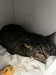 Shelter Stray Male Cat last seen Apt 269,975 E 6600 S, MURRAY CITY, UT, 84121, 511 W 3900 S, Salt Lake City, UT 84123, USA