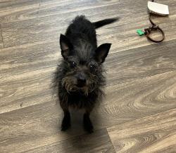 Shelter Stray Female Dog last seen Near Erma Road, San Diego, CA, 92131, 5500 Gaines St, San Diego, CA 92110, USA