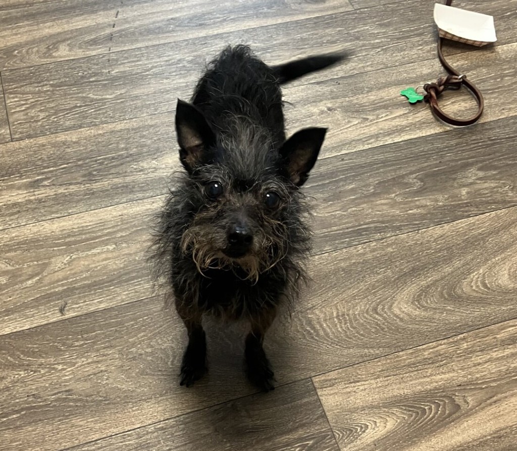 Shelter Stray Female Dog last seen Near Erma Road, San Diego, CA, 92131, 5500 Gaines St, San Diego, CA 92110, USA