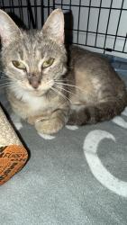 Shelter Stray  Cat last seen Founders Inn and Spa, VIRGINIA BEACH, VA, 23464, 341 S Birdneck Rd, Virginia Beach, VA 23451, USA