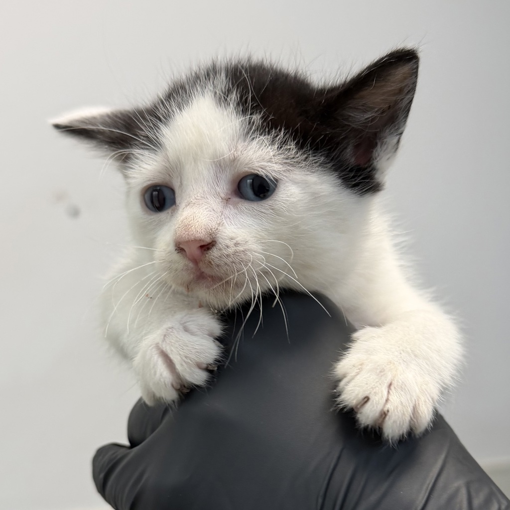 Shelter Stray Female Cat last seen Near Hollister Street, San Diego, CA, 92154, 5500 Gaines St, San Diego, CA 92110, USA