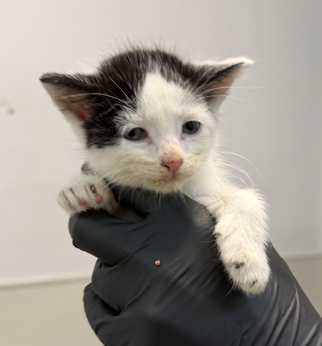 Shelter Stray Male Cat last seen Near Hollister Street, San Diego, CA, 92154, 5500 Gaines St, San Diego, CA 92110, USA