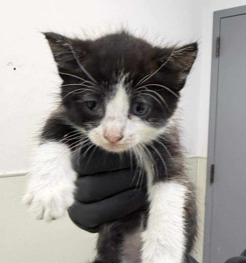 Shelter Stray Female Cat last seen Near Hollister Street, San Diego, CA, 92154, 5500 Gaines St, San Diego, CA 92110, USA