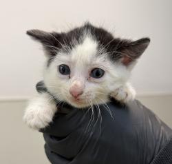 Shelter Stray Female Cat last seen Near Hollister Street, San Diego, CA, 92154, 5500 Gaines St, San Diego, CA 92110, USA