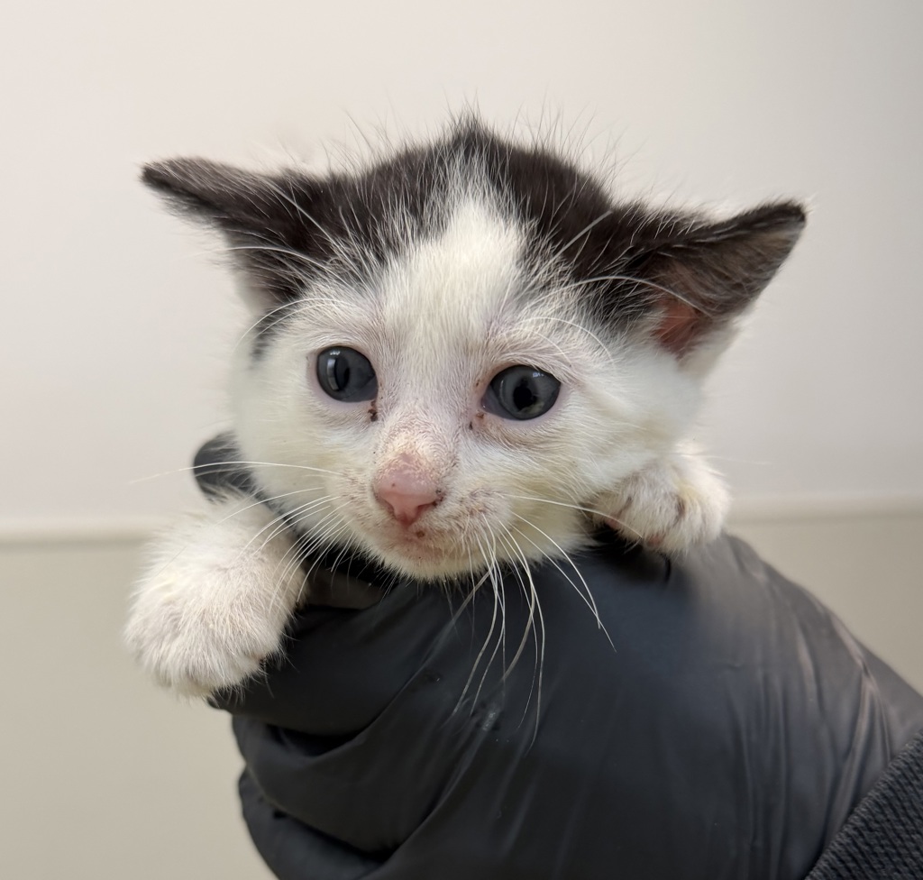 Shelter Stray Female Cat last seen Near Hollister Street, San Diego, CA, 92154, 5500 Gaines St, San Diego, CA 92110, USA