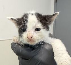 Shelter Stray Female Cat last seen Near Hollister Street, San Diego, CA, 92154, 5500 Gaines St, San Diego, CA 92110, USA