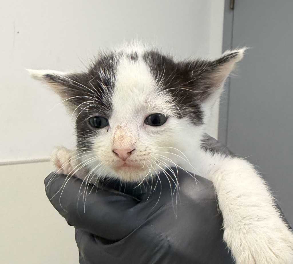 Shelter Stray Female Cat last seen Near Hollister Street, San Diego, CA, 92154, 5500 Gaines St, San Diego, CA 92110, USA