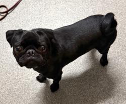 Shelter Stray Male Dog last seen E Ohio Avenue, Escondido, CA, 92027, Escondido, CA 92027, USA