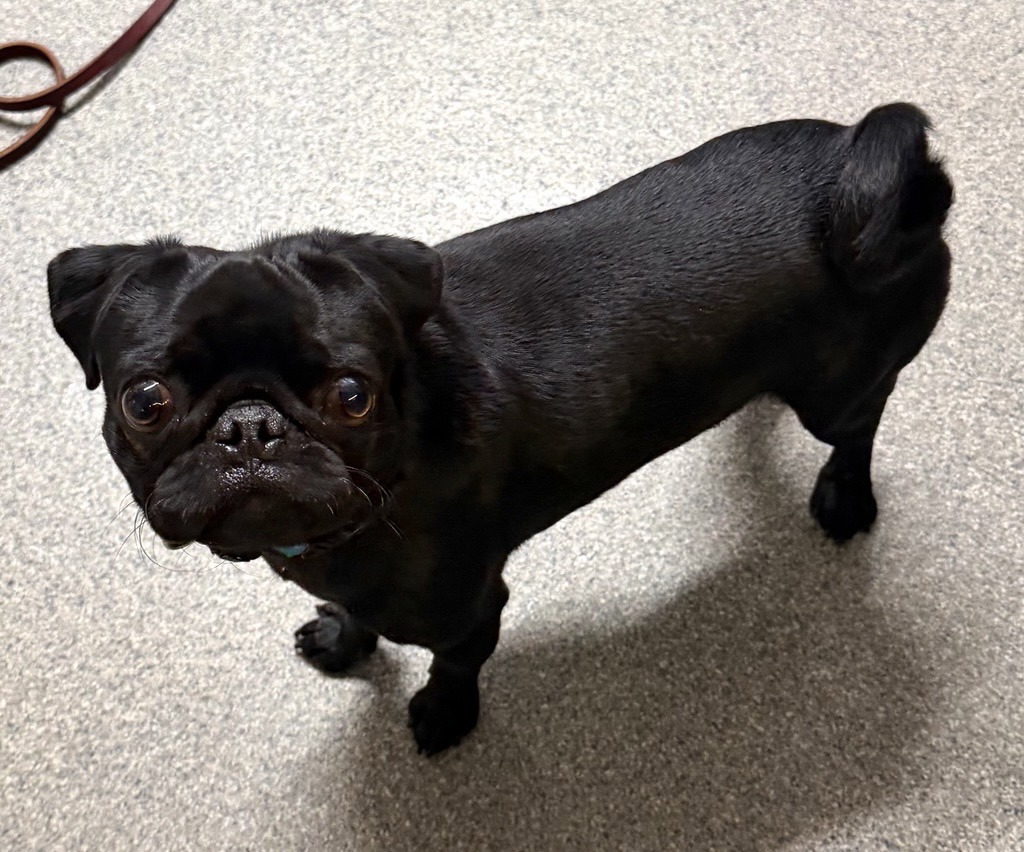 Shelter Stray Male Dog last seen E Ohio Avenue, Escondido, CA, 92027, Escondido, CA 92027, USA