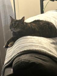 Reunited Female Cat last seen Colony rd, Camp Hill, PA 17011