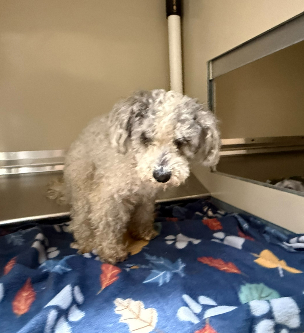 Shelter Stray Male Dog last seen Near Paseo Del Norte, Carlsbad, CA, 92011, Oceanside, CA 92058, USA