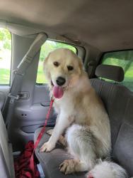 Found/Stray Male Dog last seen ONeal and Fenton, Columbia, MO 65202