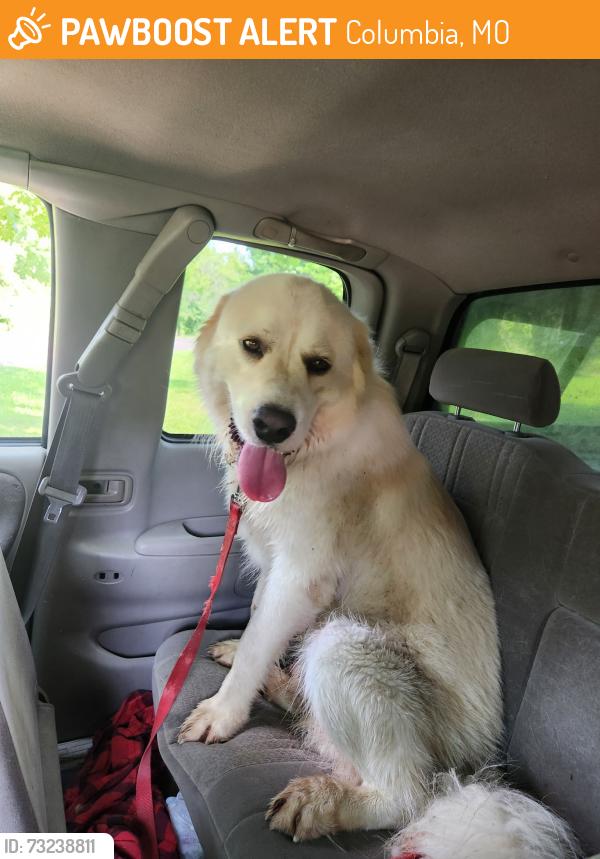 Found/Stray Male Dog last seen ONeal and Fenton, Columbia, MO 65202