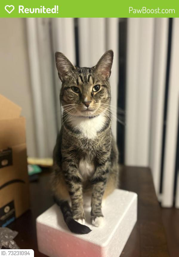 Reunited Male Cat last seen Martins Grove, Tavares, FL 32778