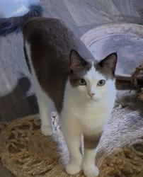 Lost Female Cat last seen Great pines ct & lonely pines, Montgomery County, TX 77302