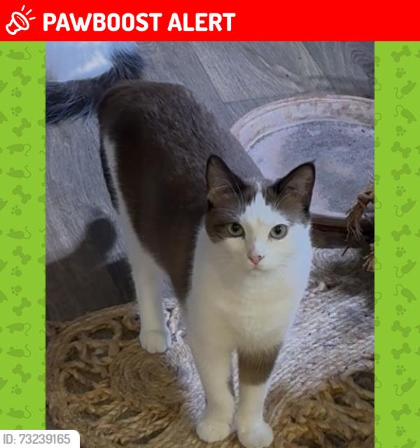 Lost Female Cat last seen Great pines ct & lonely pines, Montgomery County, TX 77302
