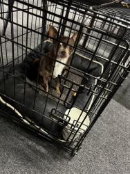 Found/Stray Female Dog last seen Lankershim Blvd and Tuxford, Los Angeles, CA 91352