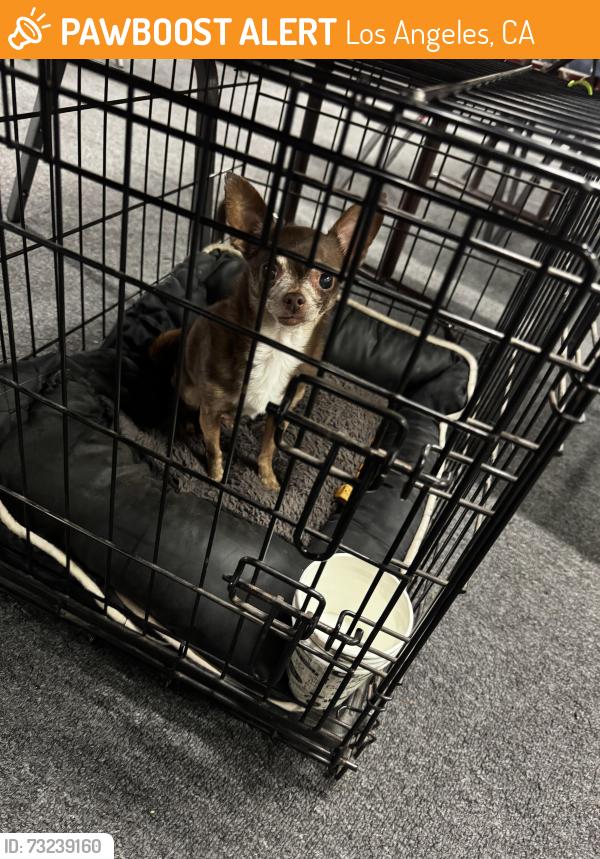Found/Stray Female Dog last seen Lankershim Blvd and Tuxford, Los Angeles, CA 91352