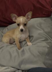 Reunited Female Dog last seen Parkcenter Dr, Santa Ana, CA 92705