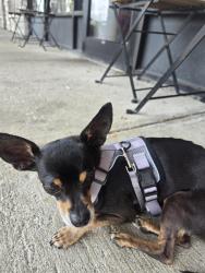 Reunited Female Dog last seen Old higbee Mill road, Lexington, KY 40514