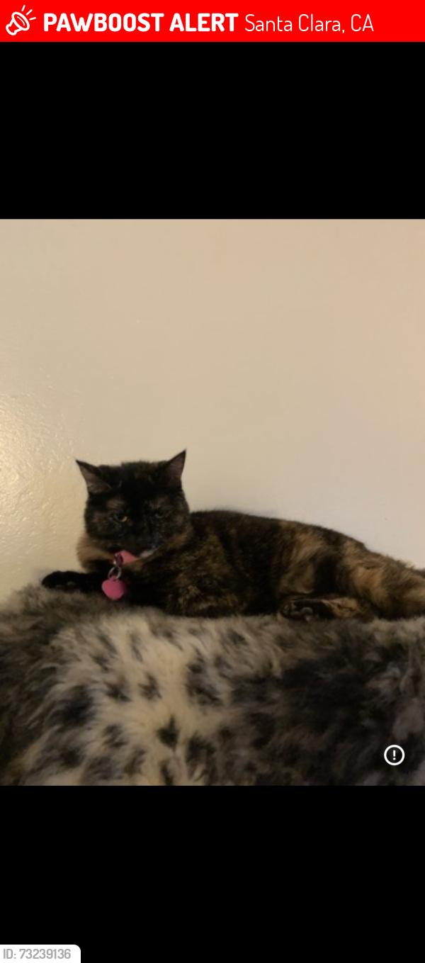 Lost Female Cat last seen Animal Control Of Silicon Valley Area, Santa Clara, CA 95054