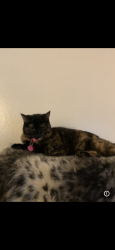 Lost Female Cat last seen Animal Control Of Silicon Valley Area, Santa Clara, CA 95054