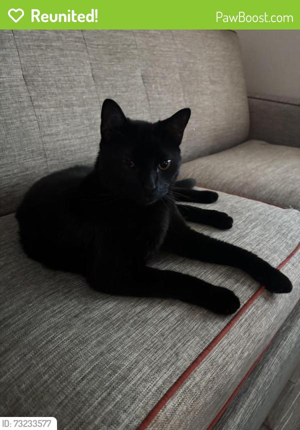 Reunited Male Cat last seen Building 17 tall timbers apmts, Euless, TX 76039
