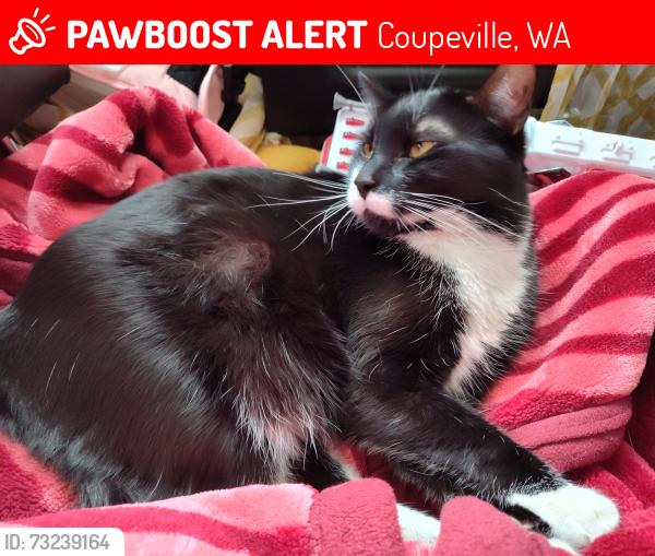 Lost Male Cat last seen Madrona way, Coupville, Coupeville, WA 98239